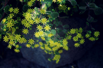 Fototapeta na wymiar Small yellow flowers for background