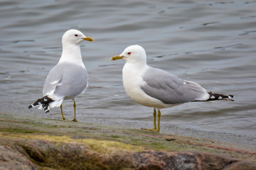 a couple of common gull - seagull standing on a rock