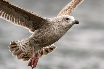 seagull - herring gull in flight
