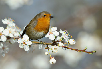 Obraz premium European robin perching on a cherry blossom tree