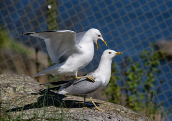 a couple of common gull - seagull mating