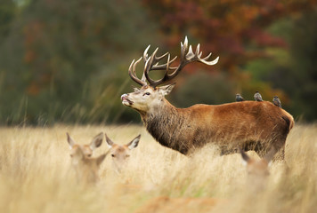 Red deer stag with starlings on it's back