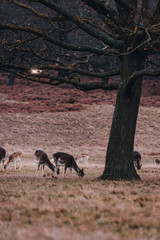 Manada de Ciervos en Richmond Park, Londres.