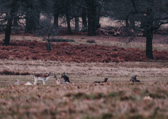 Manada de Ciervos en Richmond Park, Londres.