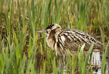 Close up of an Eurasian great bittern