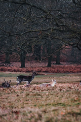 Manada de Ciervos en Richmond Park, Londres.