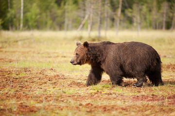Eurasian brown bear male crossing a swamp