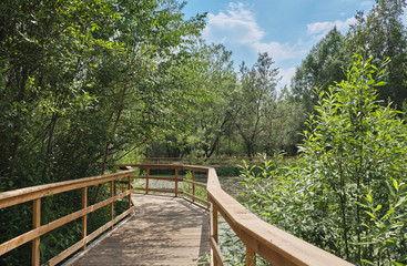 Fototapeta na wymiar Summer landscape with a wooden walkway in the park on a sunny day
