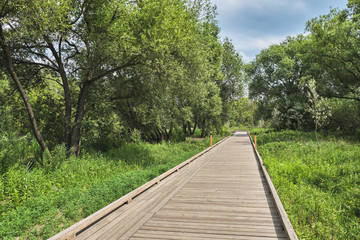 Obraz premium Summer landscape with a wooden walkway in the park on a sunny day