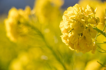 Rapeseed field of Kamogawa-city, Chiba Prefecture "Kamogawa Nanabatake Road", Japan