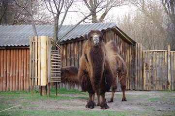 Camel in the zoo