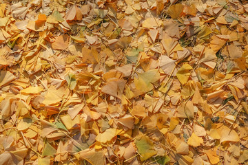 Yellow leaf in garden