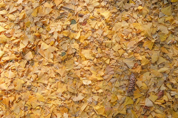 Yellow leaf in garden