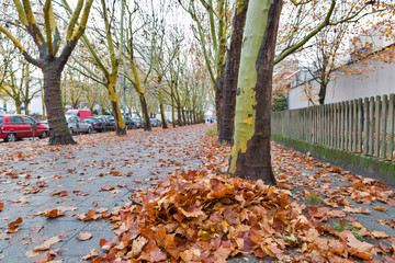 Autumn street in neighborhood of Berlin.