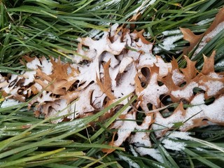 Snow on Leaves and Grass