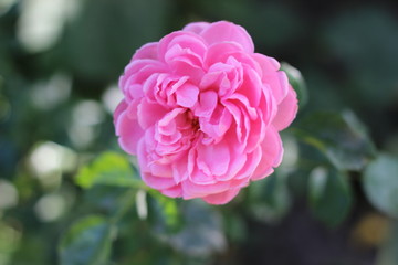 pink rose in the garden