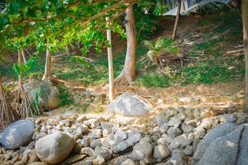 stream in the forest