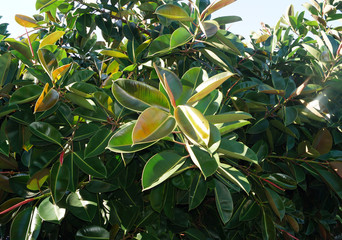 Ficus in the center of Naples