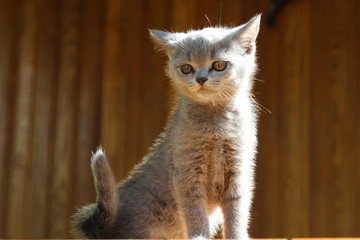 kitten on a background