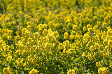 Rapeseed field of Kamogawa-city, Chiba Prefecture 