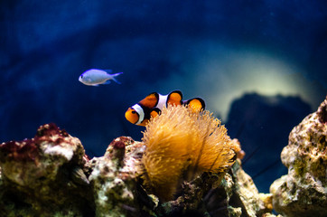 Colourful clown fish in an anemone on a tropical coral reef with blue background and rocks. Sea...