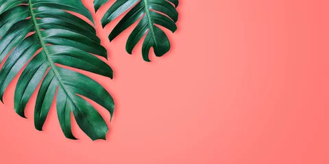 Poster Philodendron tropische bladeren op koraal kleur achtergrond minimale zomer © ArtBackground