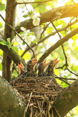 Hungry baby birds waiting for food in nest in spring