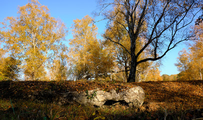 Fototapeta premium Herbst im Naturschutzgebiet Ried bei Grettstadt, Landkreis Schweinfurt, Unterfranken, Bayern, Deutschland