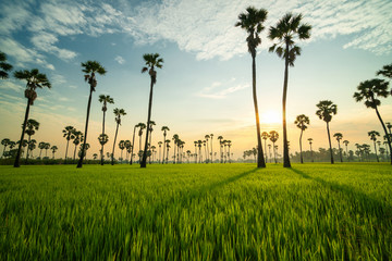 Fototapeta premium Palm tree in green rice field during sun light