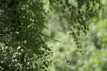 Grauschnäpper Vogel startet 2019150