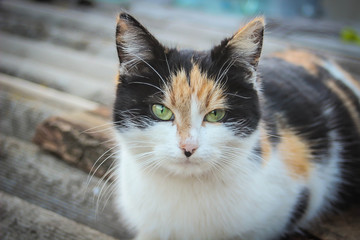 cat with eyes