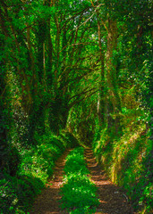Green Path
