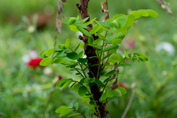 Young leaves of fresh green trees.