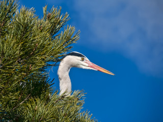 Grey heron gazing from a pine tree
