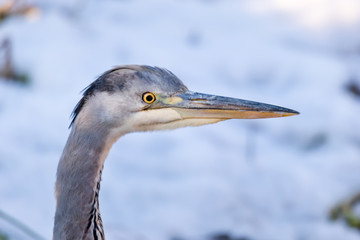 Grey heron close up portrait of young bird