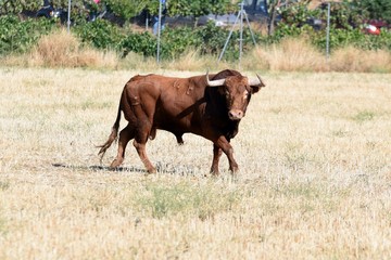 toro en españa