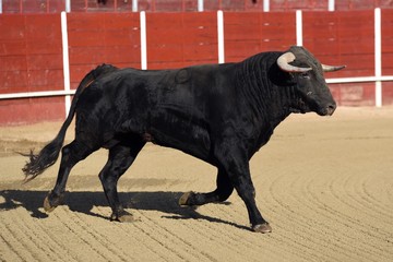 toro en españa