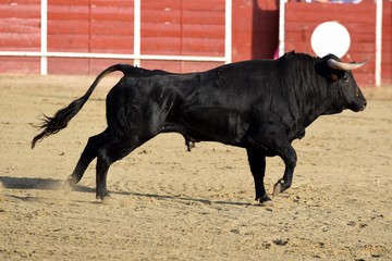 toro en españa