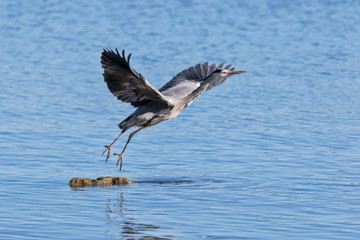 adult grey heron in flight in spring