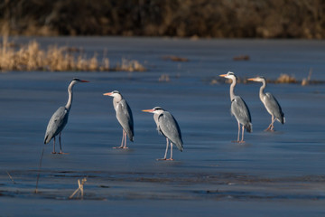 Grey heron on frozen lake waiting for spring