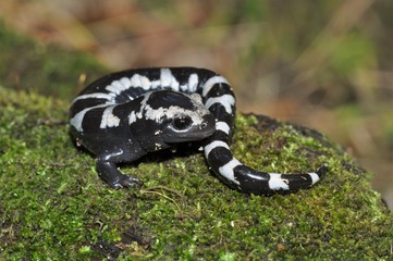 Marbled salamander macro portrait