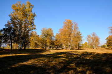 Herbst im Naturschutzgebiet Ried bei Grettstadt, Landkreis Schweinfurt, Unterfranken, Bayern, Deutschland