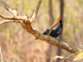 Robin bird on a branch