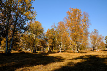 Herbst im Naturschutzgebiet Ried bei Grettstadt, Landkreis Schweinfurt, Unterfranken, Bayern, Deutschland