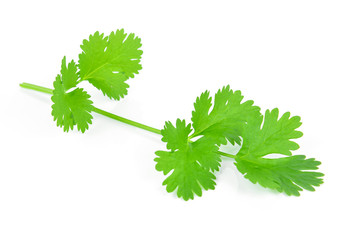 Coriander leaves on white background.