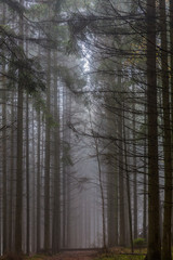 Fototapeta premium Forest landscape with a hiking trail between tall pine trees against dense fog in background, sunlight breaking through the mist, path obstructed by a log, cold winter morning in the Belgian Ardennes