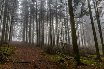 Fototapeta premium beautiful image tall pine trees and a path from a lower perspective in the middle of the forest on a cold morning with haze on a winter day in the Belgian Ardennes