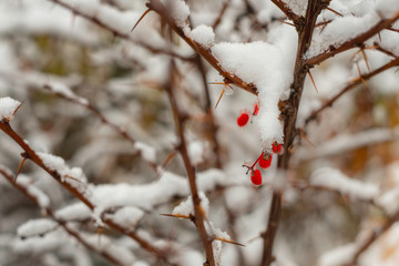  snow covered barberry branch with red barberry berries in winter