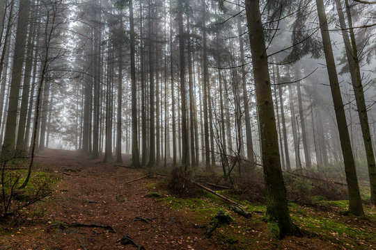 beautiful image tall pine trees and a path from a lower perspective in the middle of the forest on a cold morning with haze on a winter day in the Belgian Ardennes