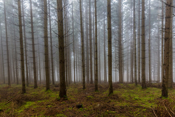 Tall pine trees in the forest with moss and branches on the ground with a lot of fog in a mysterious and cold morning, winter day in the Belgian Ardennes